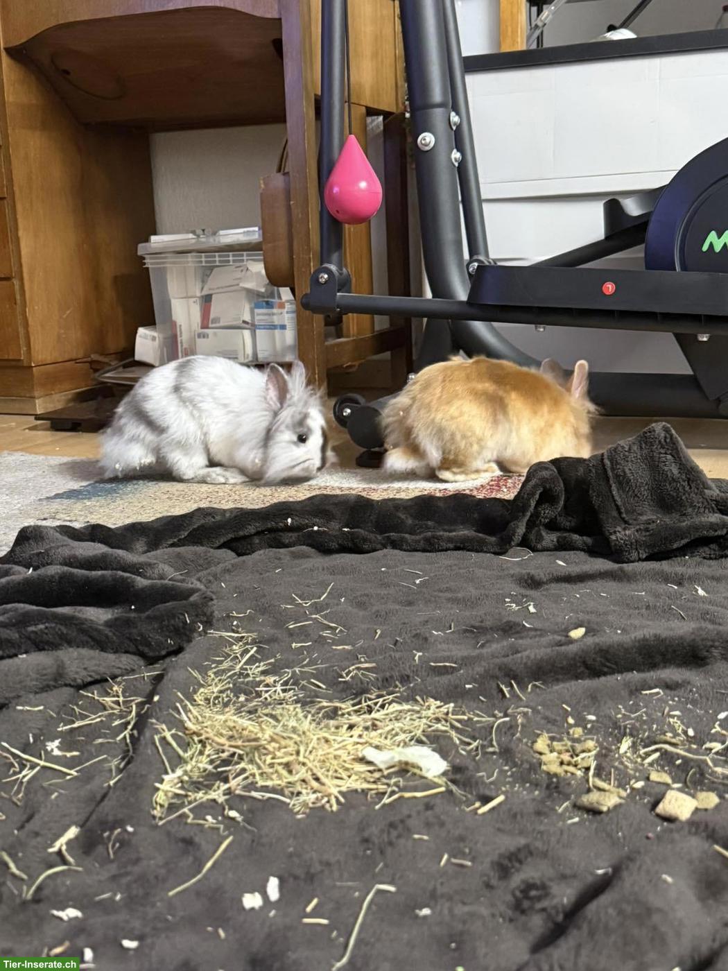 Bild 2: 2 Zwergkaninchen mit Käfig und Zubehör