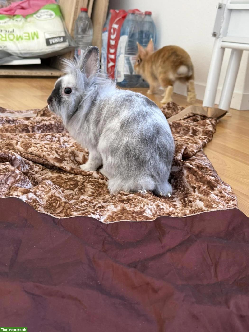 Bild 3: 2 Zwergkaninchen mit Käfig und Zubehör