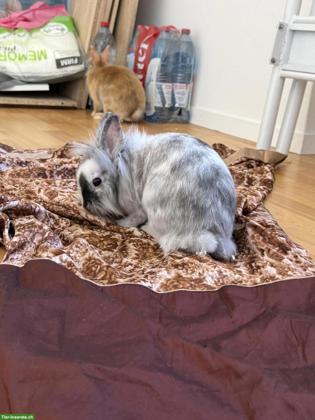 Bild 4: 2 Zwergkaninchen mit Käfig und Zubehör