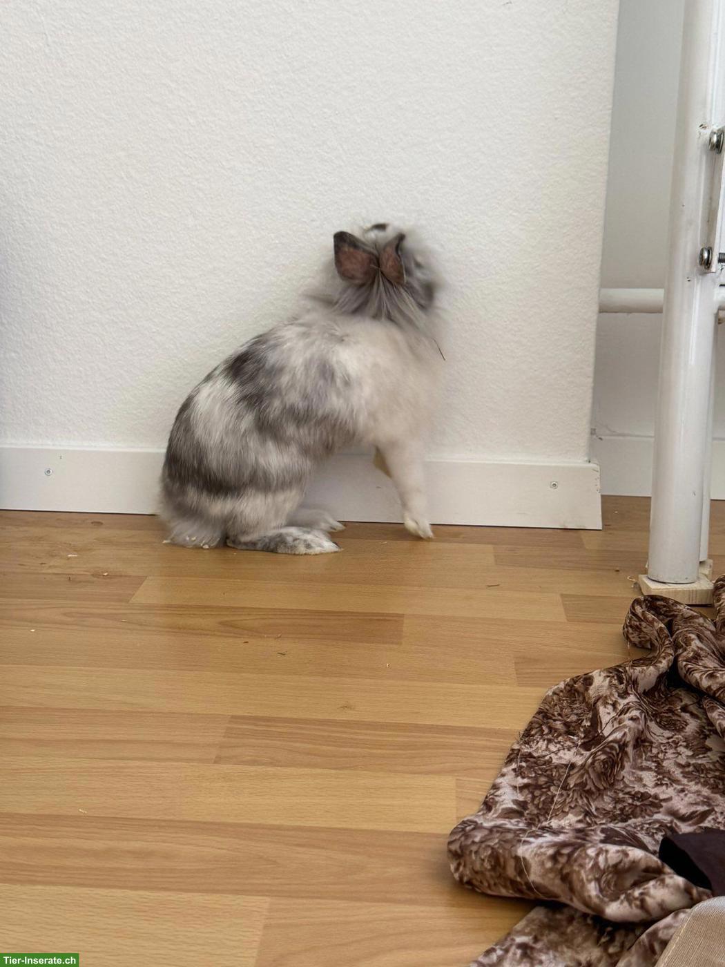 Bild 5: 2 Zwergkaninchen mit Käfig und Zubehör