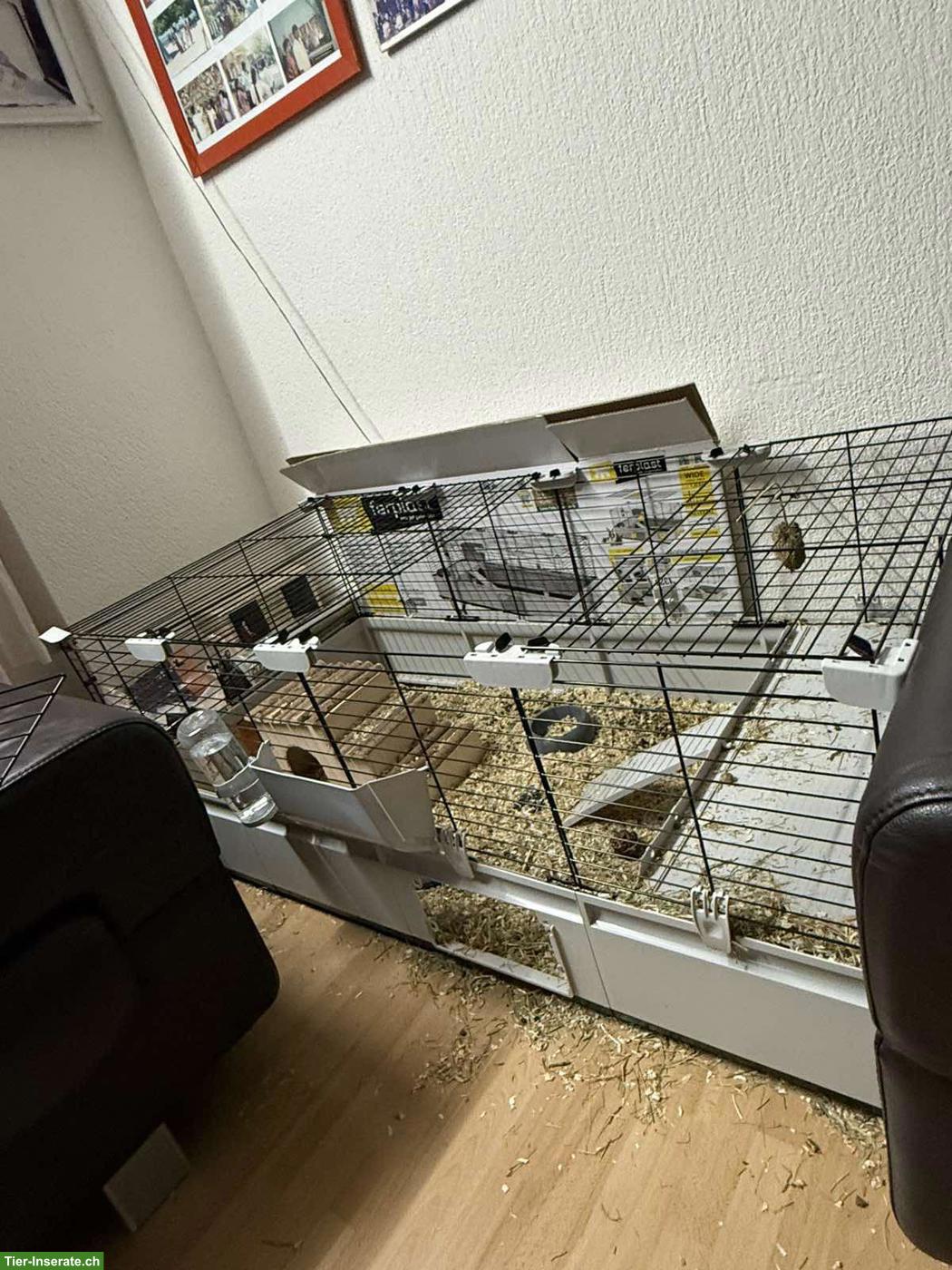 Bild 6: 2 Zwergkaninchen mit Käfig und Zubehör