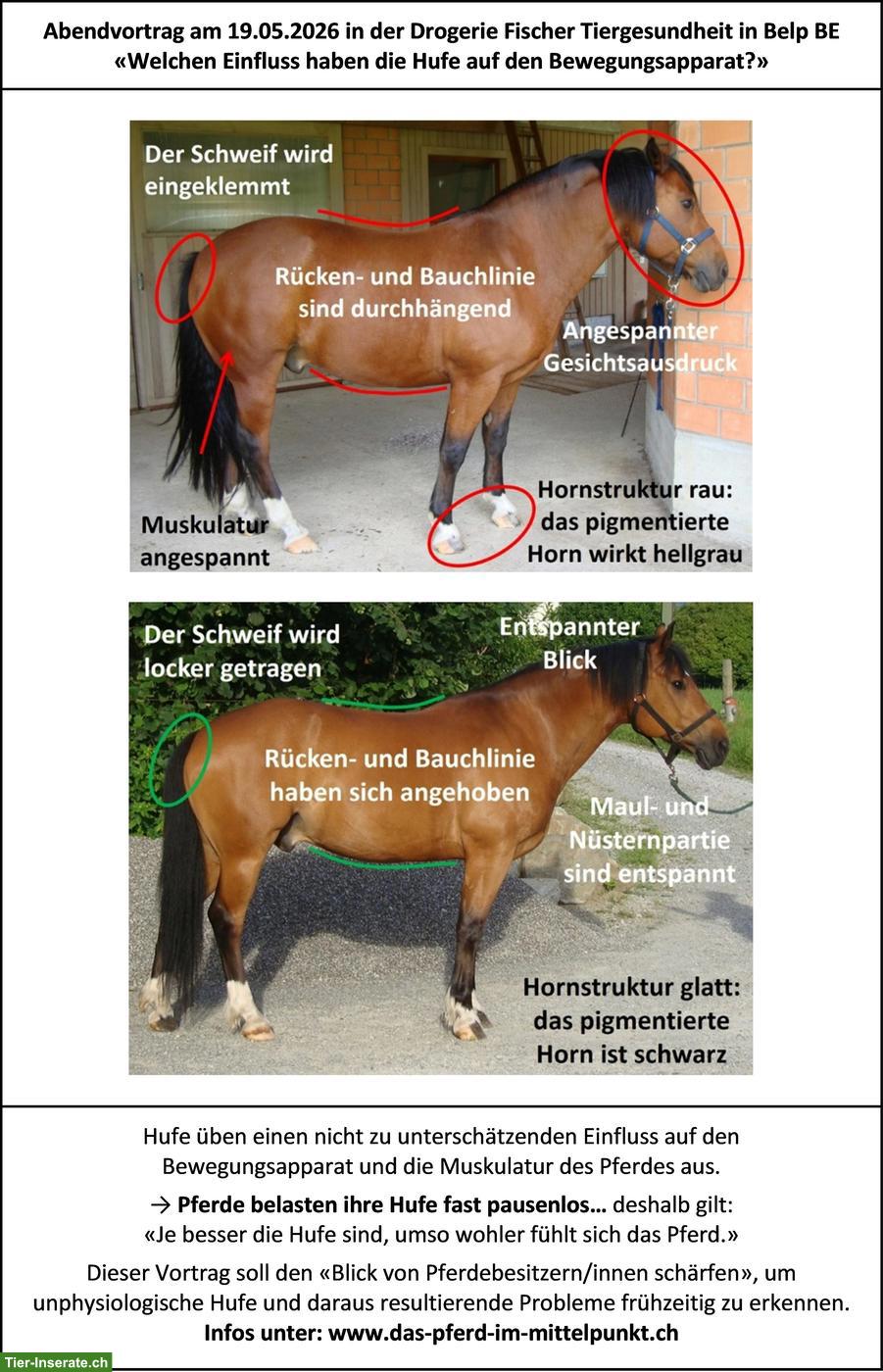 Vortrag «Einfluss der Hufe auf den Bewegungsapparat» am 19.05.2026