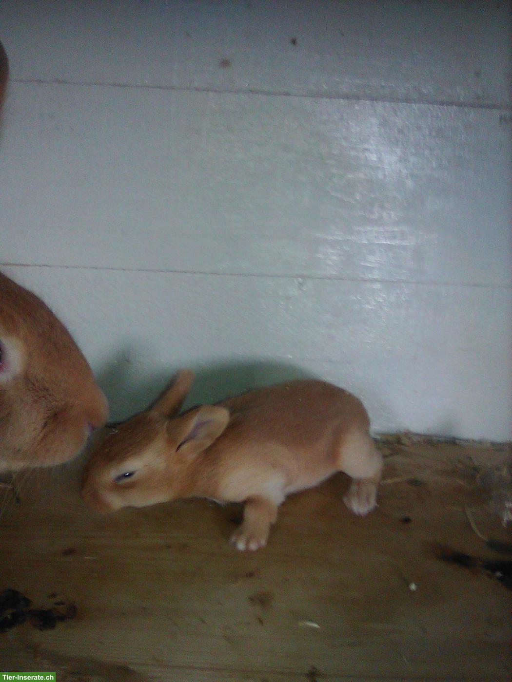 Reinrassige Burgunder Kaninchen (8 W alt) ab 28. April zu verkaufen