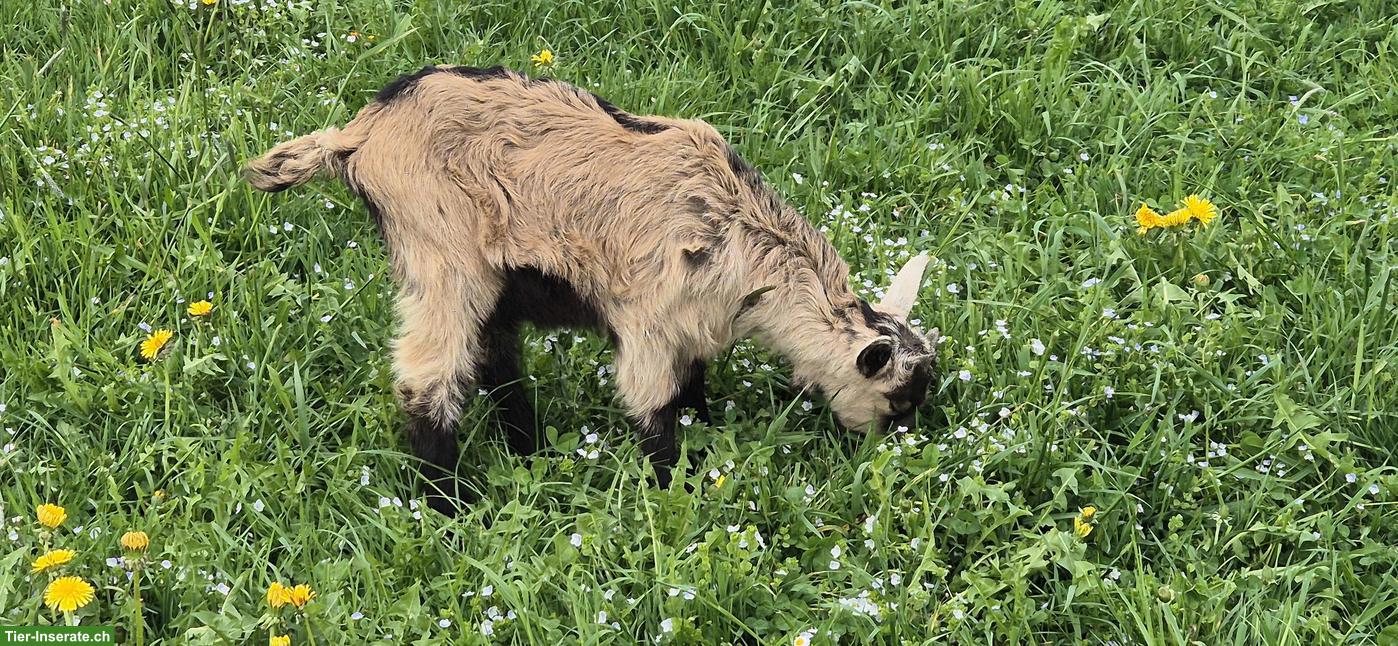Stiefelgeissen zu verkaufen