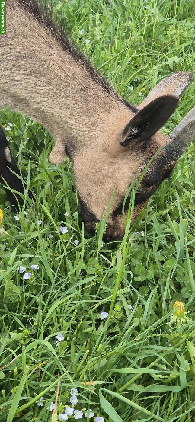Bild 2: Stiefelgeissen zu verkaufen