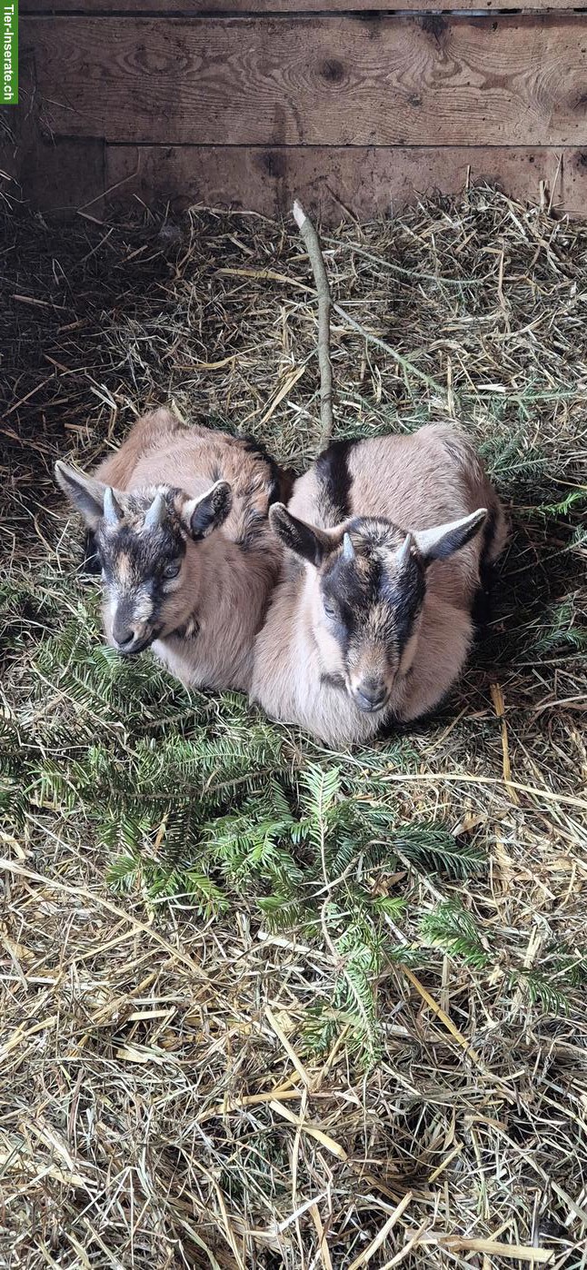 Bild 3: Stiefelgeissen zu verkaufen