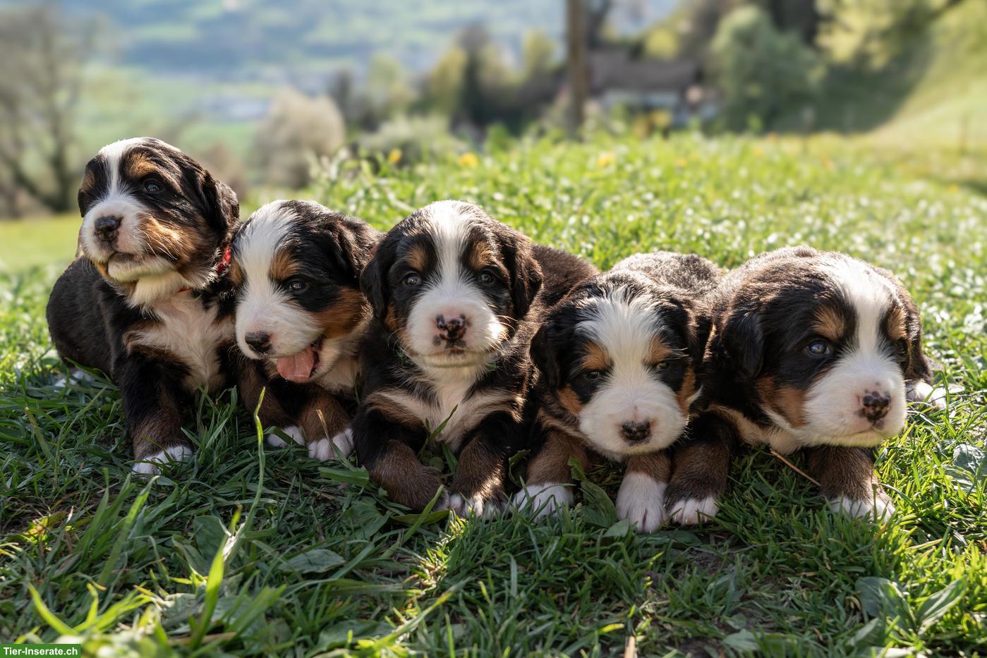 Reinrassige Berner Sennenhund Welpen