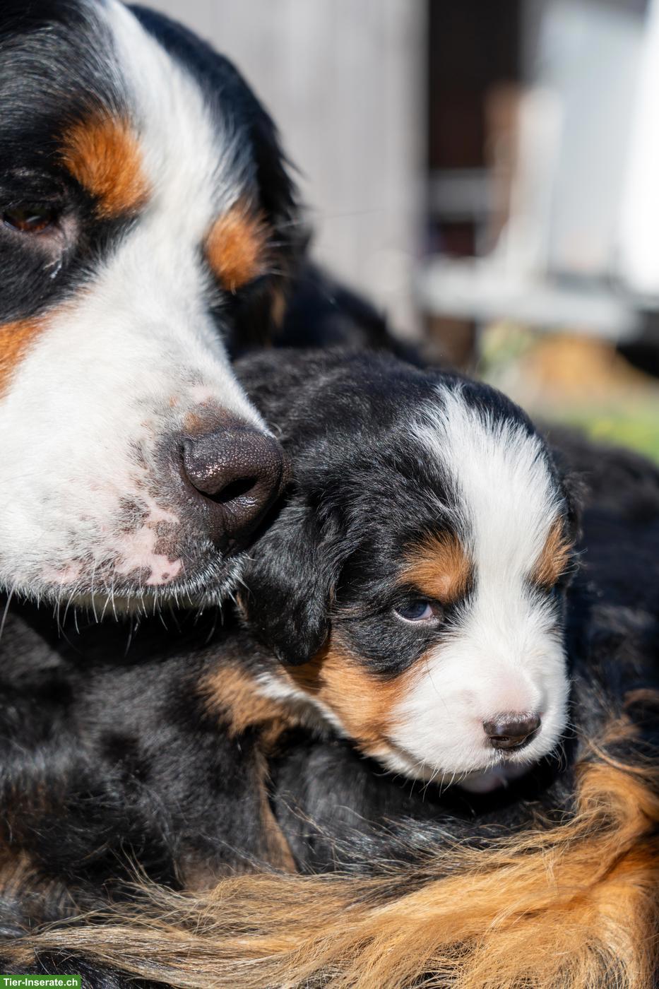 Bild 2: Reinrassige Berner Sennenhund Welpen