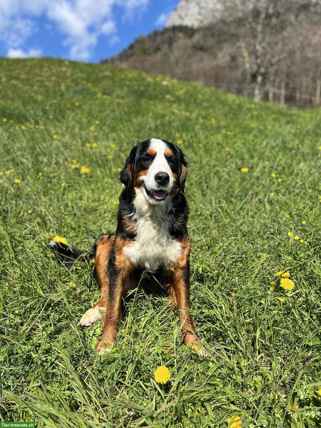 Bild 3: Reinrassige Berner Sennenhund Welpen