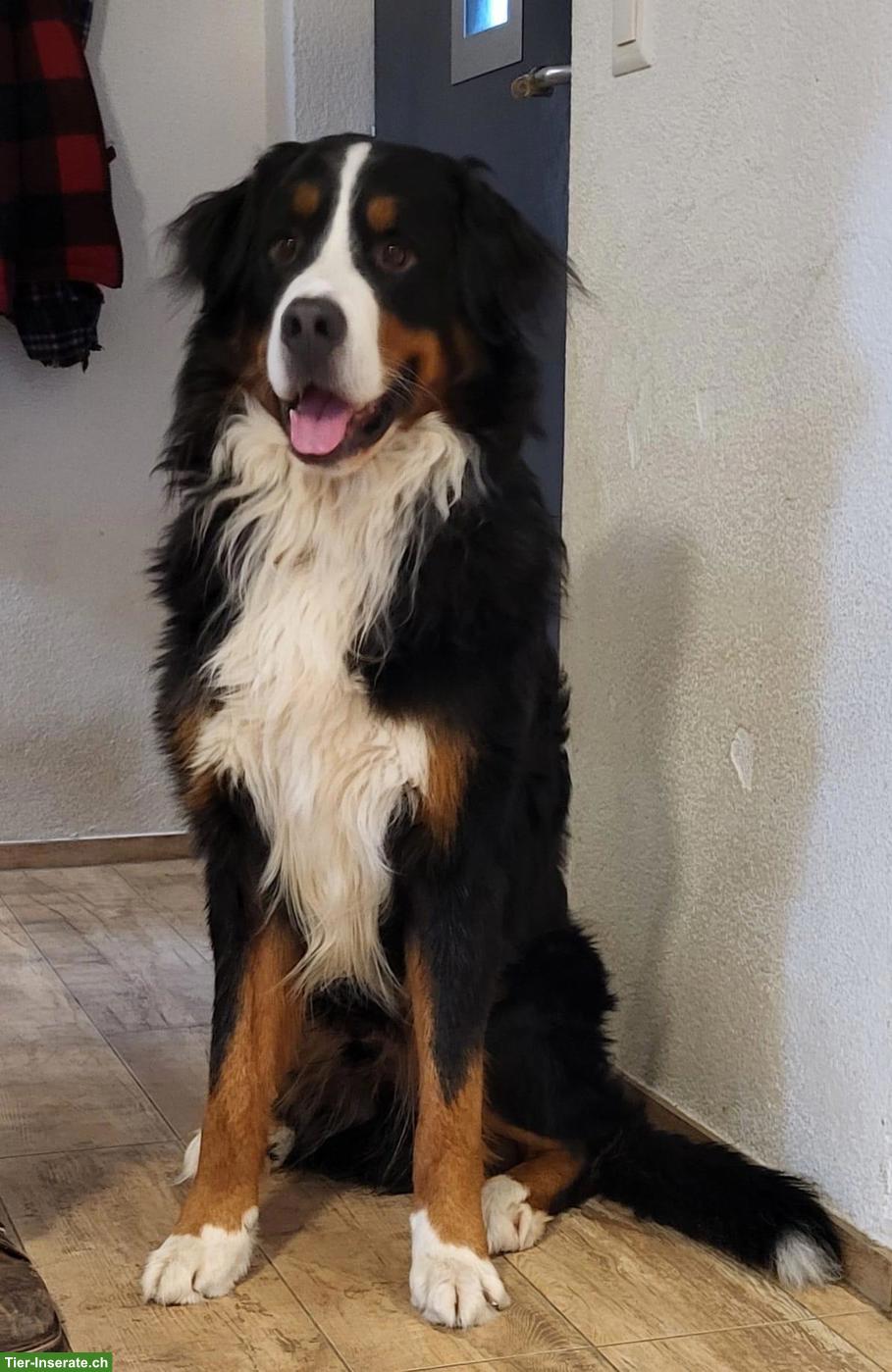 Bild 4: Reinrassige Berner Sennenhund Welpen