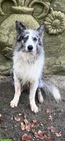Border Collie x Aussie Rüde Blue Merle