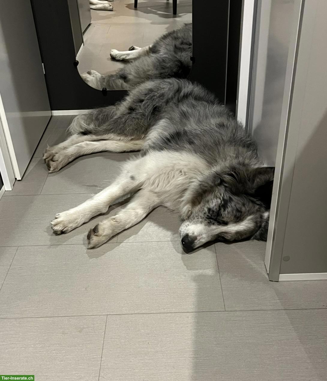 Bild 3: Border Collie x Aussie Mischlingsrüde, Blue Merle