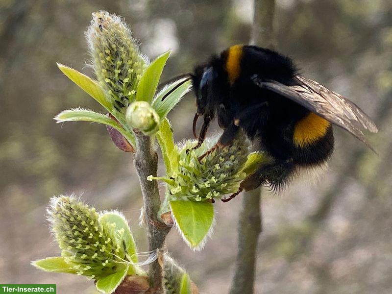 Haussitterin gesucht vom 22.06. bis 17.07.