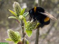 Haussitterin gesucht vom 22.06. bis 17.07.