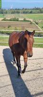 Toller Quarter Horse Wallach