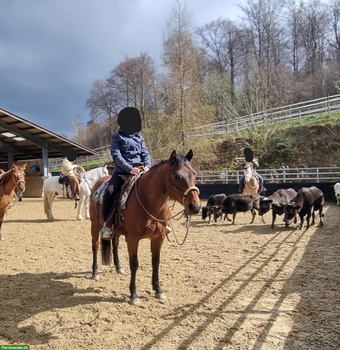 Bild 2: Toller Quarter Horse Wallach