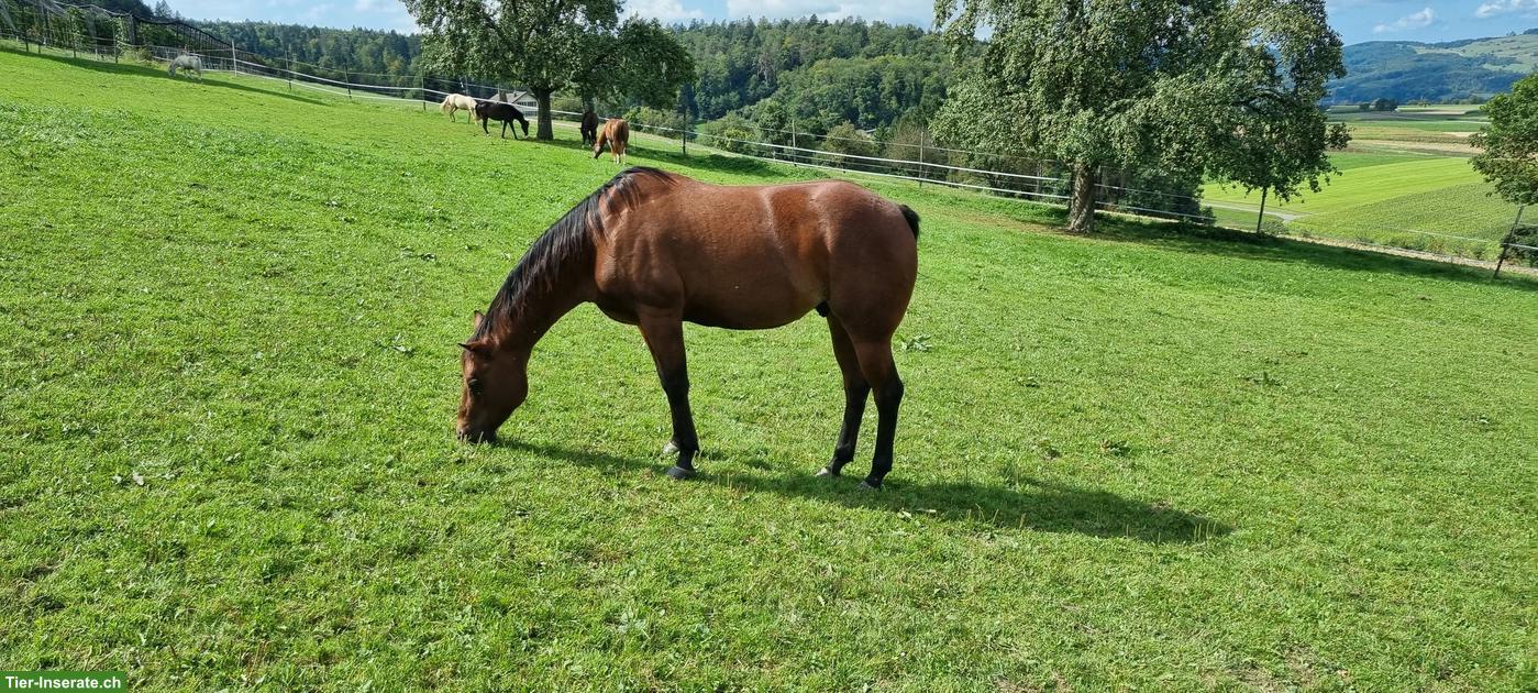 Bild 3: Toller Quarter Horse Wallach