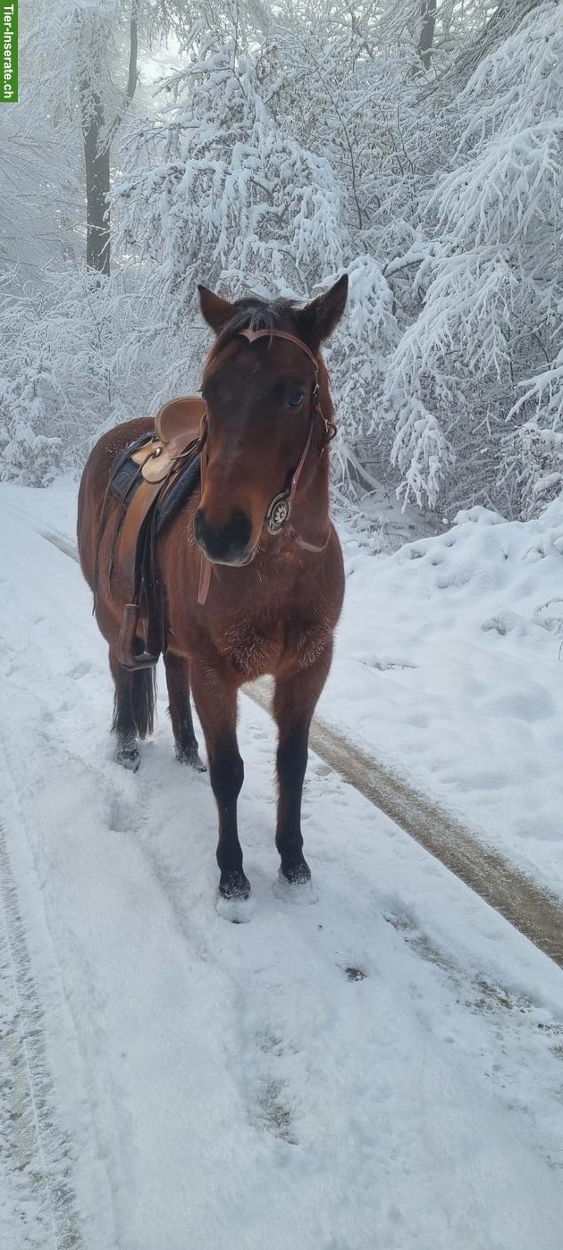 Bild 4: Toller Quarter Horse Wallach