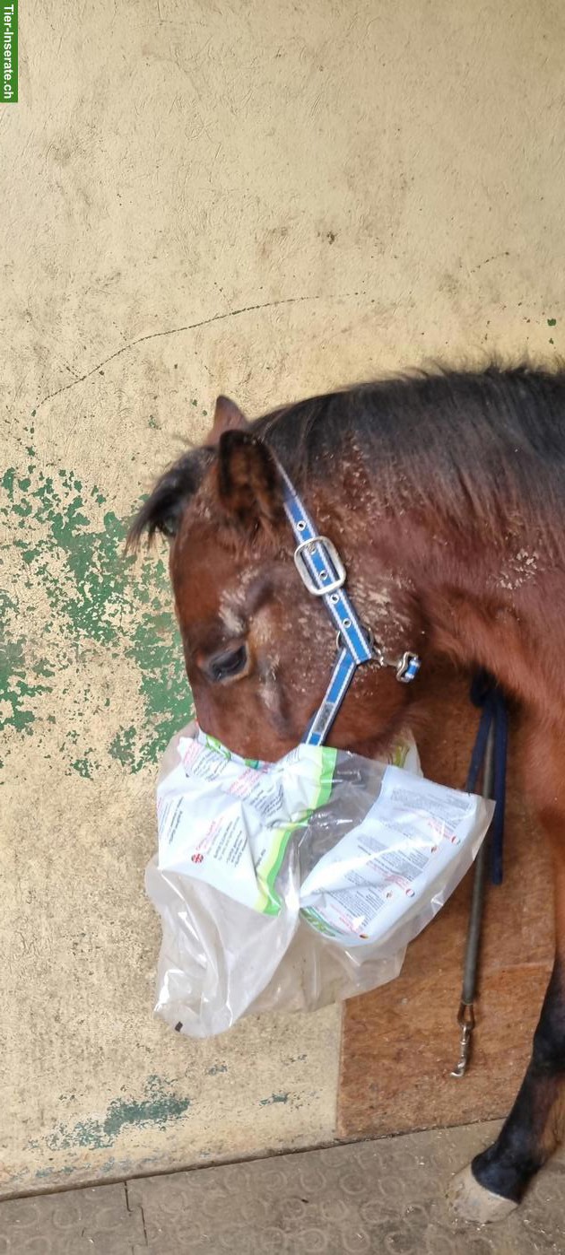 Bild 5: Toller Quarter Horse Wallach