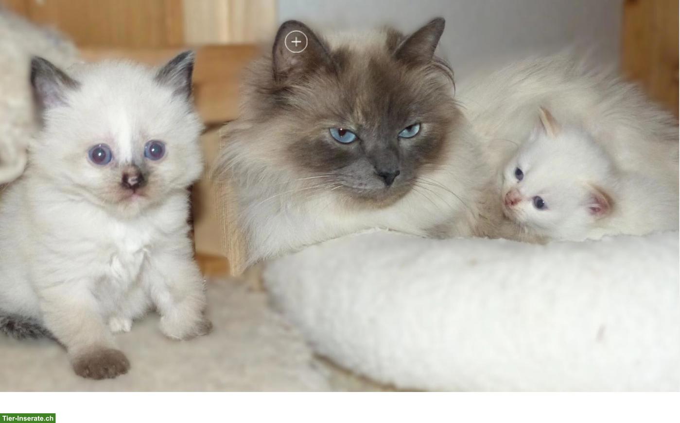 Reinrassige sibirische Kitten / Neva Masquarade