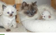 Reinrassige sibirische Kitten / Neva Masquarade