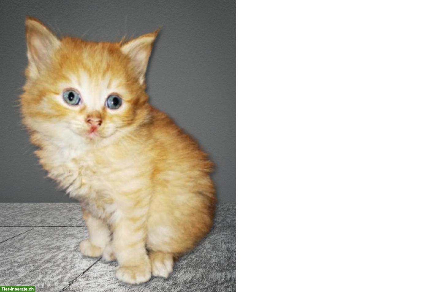 Bild 2: Reinrassige sibirische Kitten / Neva Masquarade