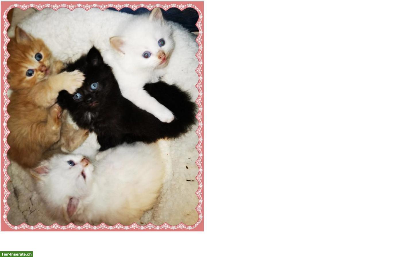 Bild 3: Reinrassige sibirische Kitten / Neva Masquarade