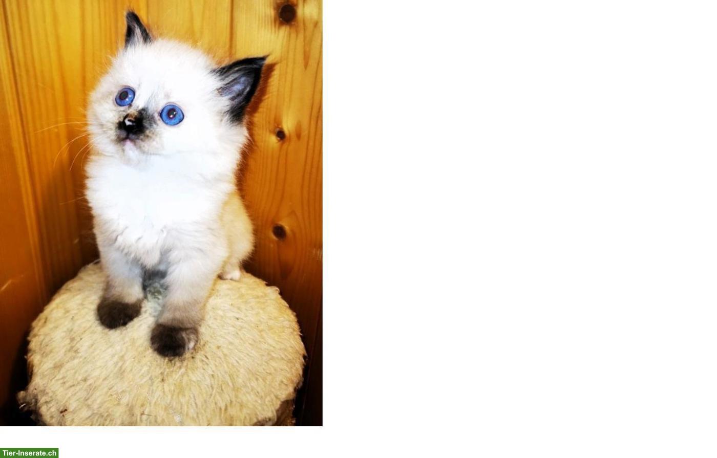 Bild 4: Reinrassige sibirische Kitten / Neva Masquarade