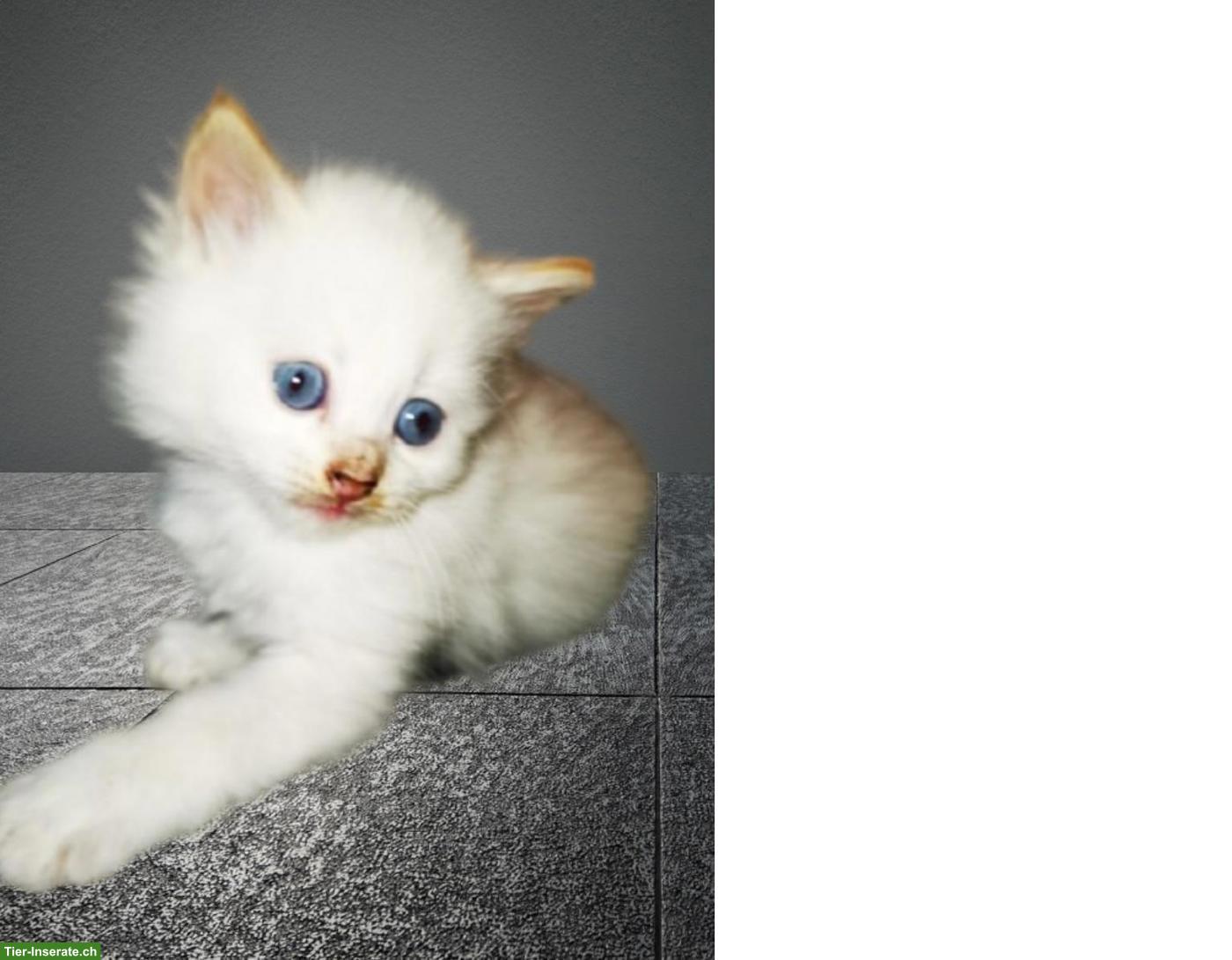 Bild 5: Reinrassige sibirische Kitten / Neva Masquarade