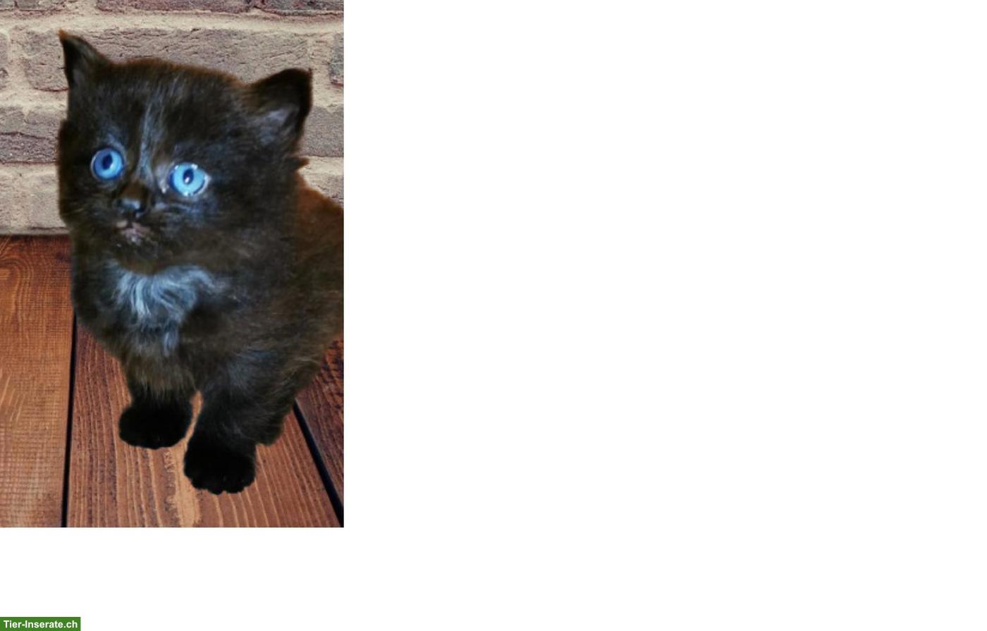 Bild 6: Reinrassige sibirische Kitten / Neva Masquarade