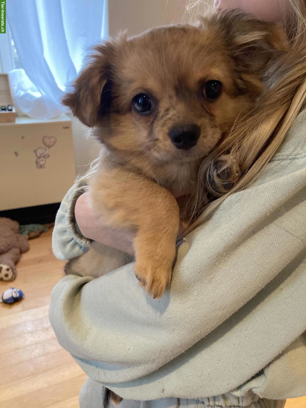 Chihuahua x Pomeranian Mischlingswelpen