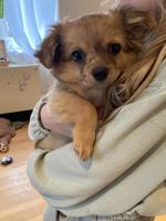 Chihuahua x Pomeranian Mischlingswelpen
