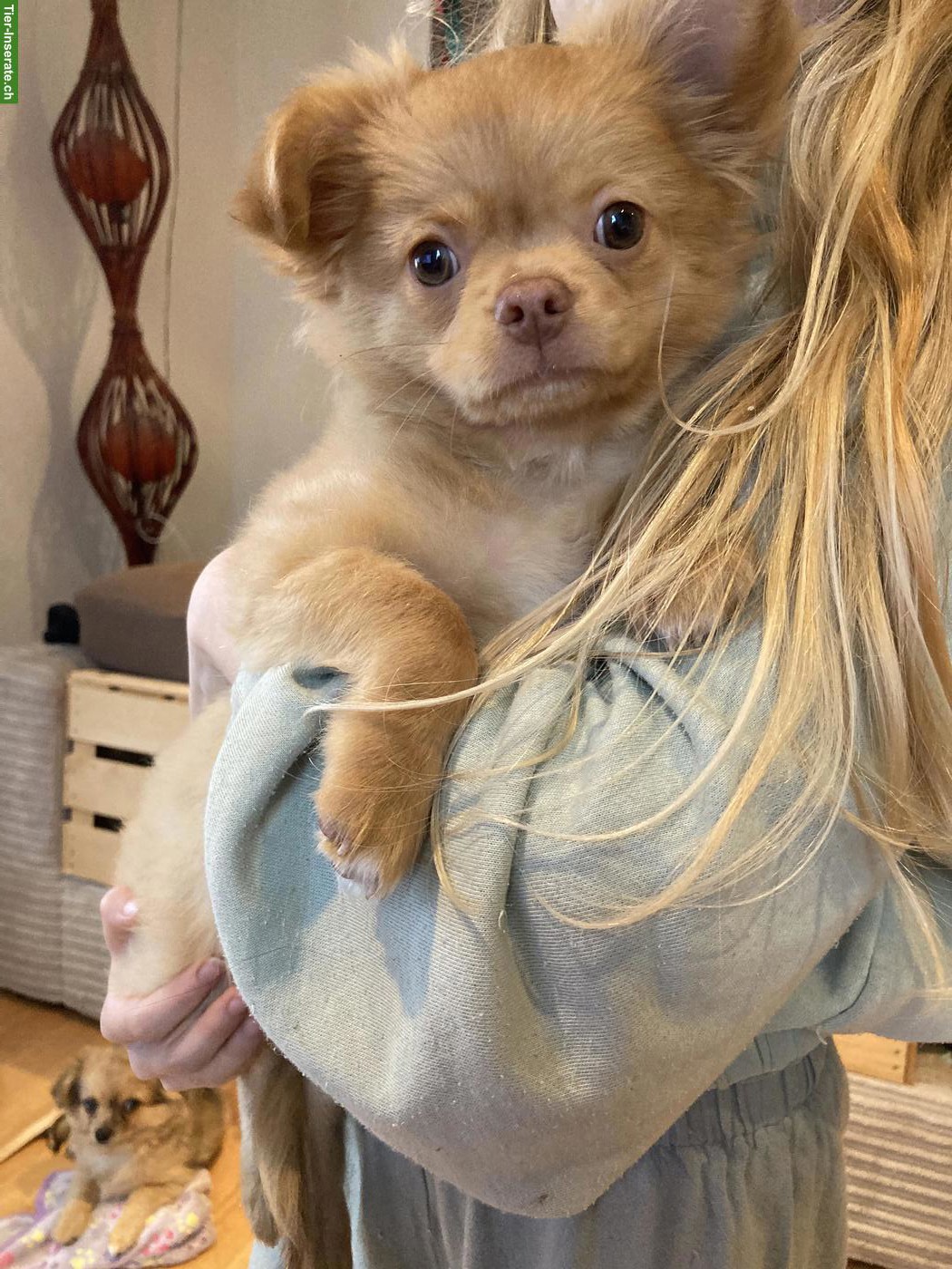 Bild 2: Chihuahua x Pomeranian Mischlingswelpen