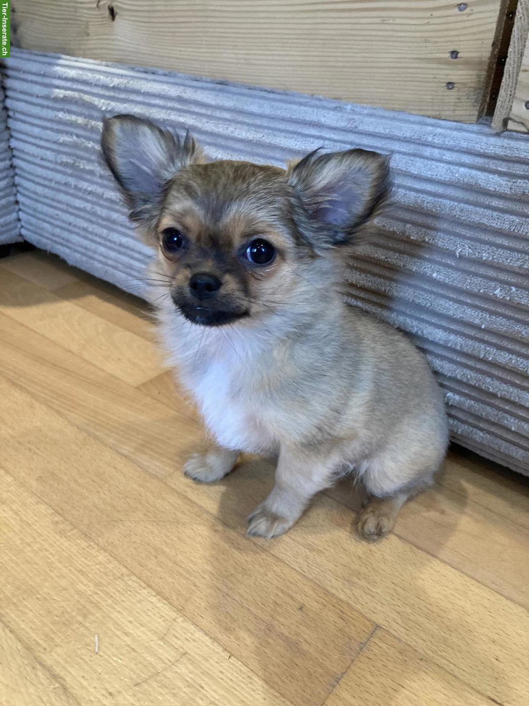 Bild 3: Chihuahua x Pomeranian Mischlingswelpen