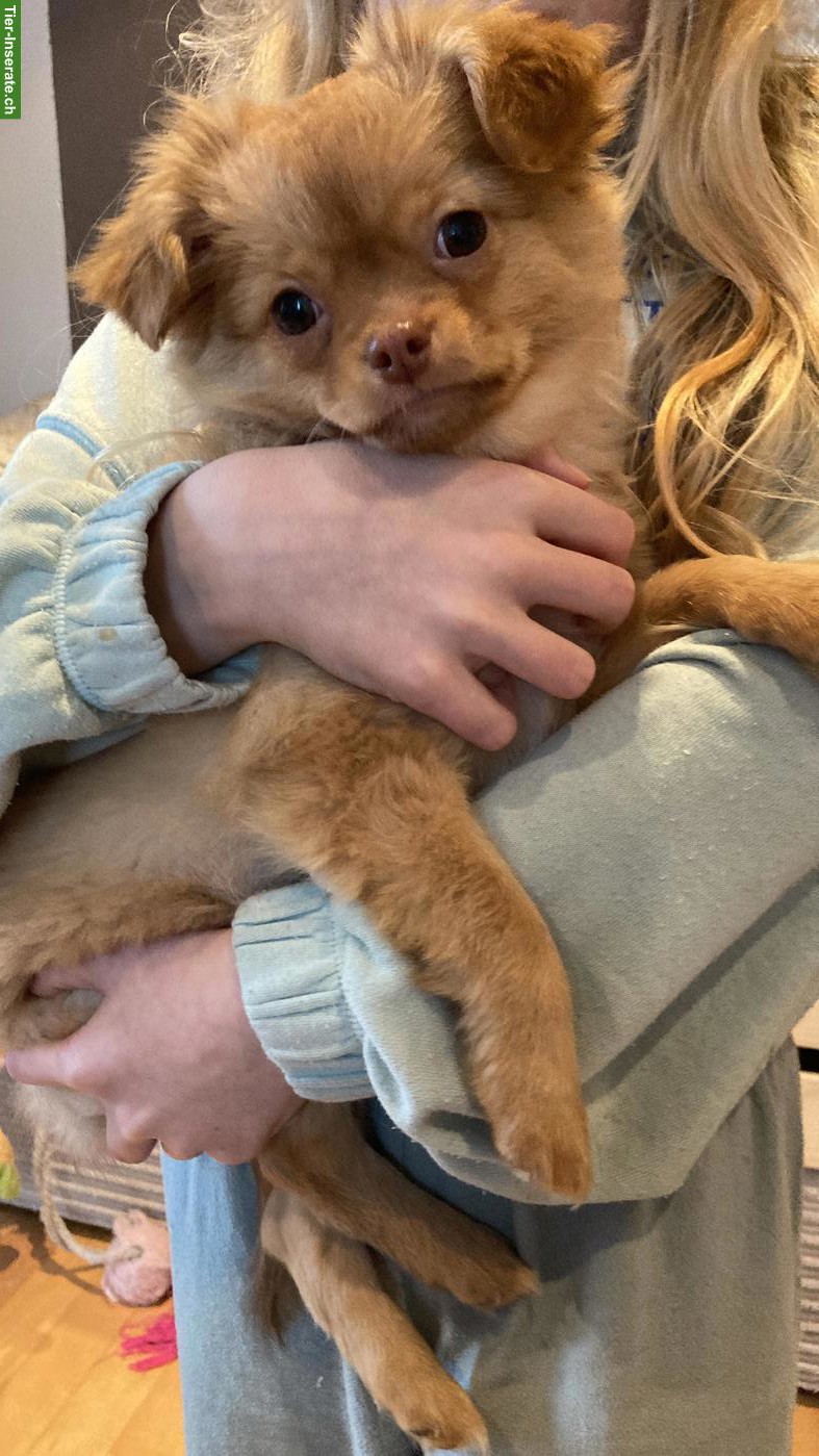 Bild 4: Chihuahua x Pomeranian Mischlingswelpen