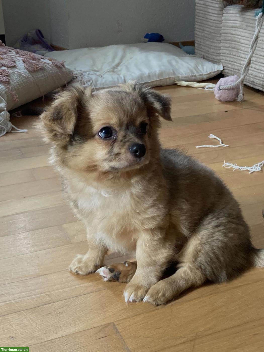 Bild 5: Chihuahua x Pomeranian Mischlingswelpen