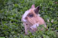 Suche Kaninchenstall, gut erhalten und wetterfest