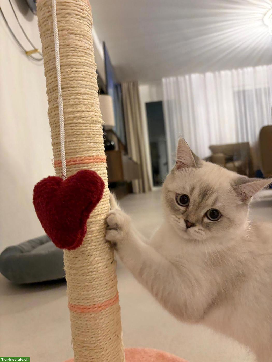 Britisch Kurzhaar Kitten, männlich sucht ein Zuhause