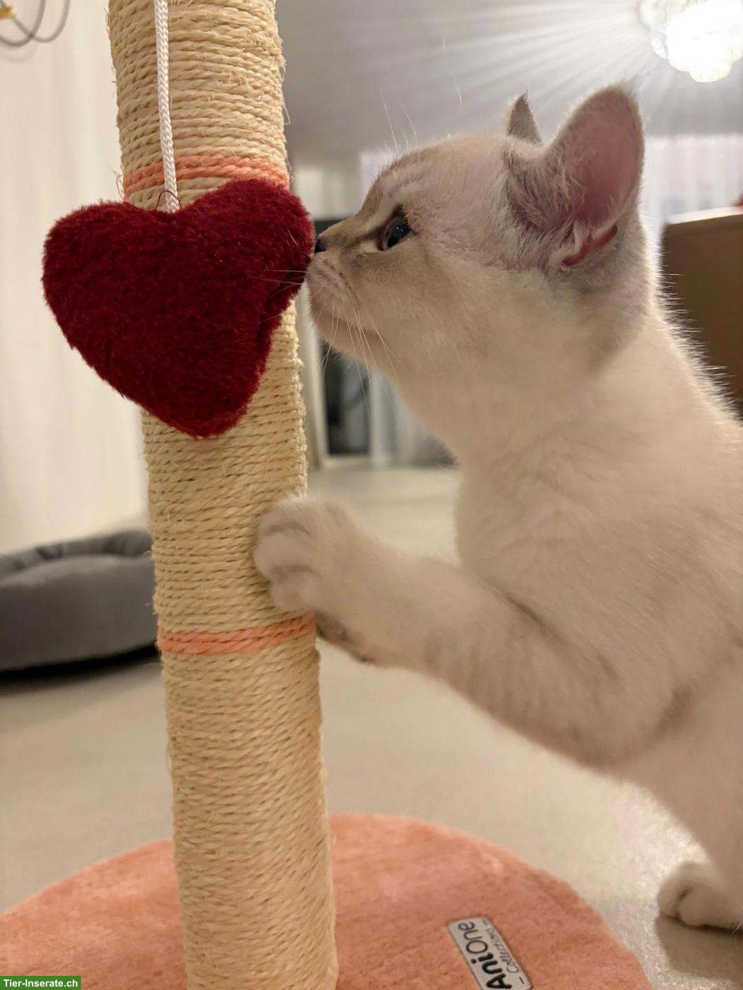 Bild 2: Britisch Kurzhaar Kitten, männlich sucht ein Zuhause