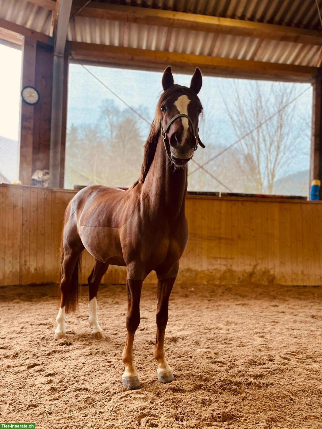 Deutsches Reitpony - Deckhengst (nicht gekört)