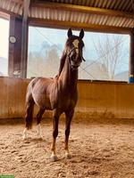 Deutsches Reitpony - Deckhengst (nicht gekört)