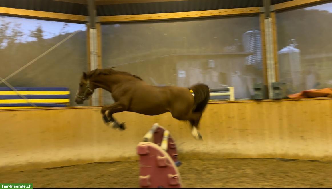 Bild 2: Deutsches Reitpony - Deckhengst (nicht gekört)