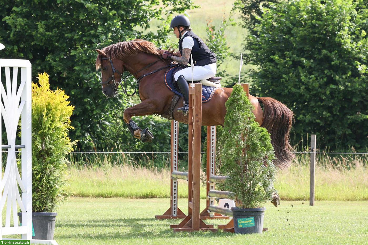 Bild 3: Deutsches Reitpony - Deckhengst (nicht gekört)