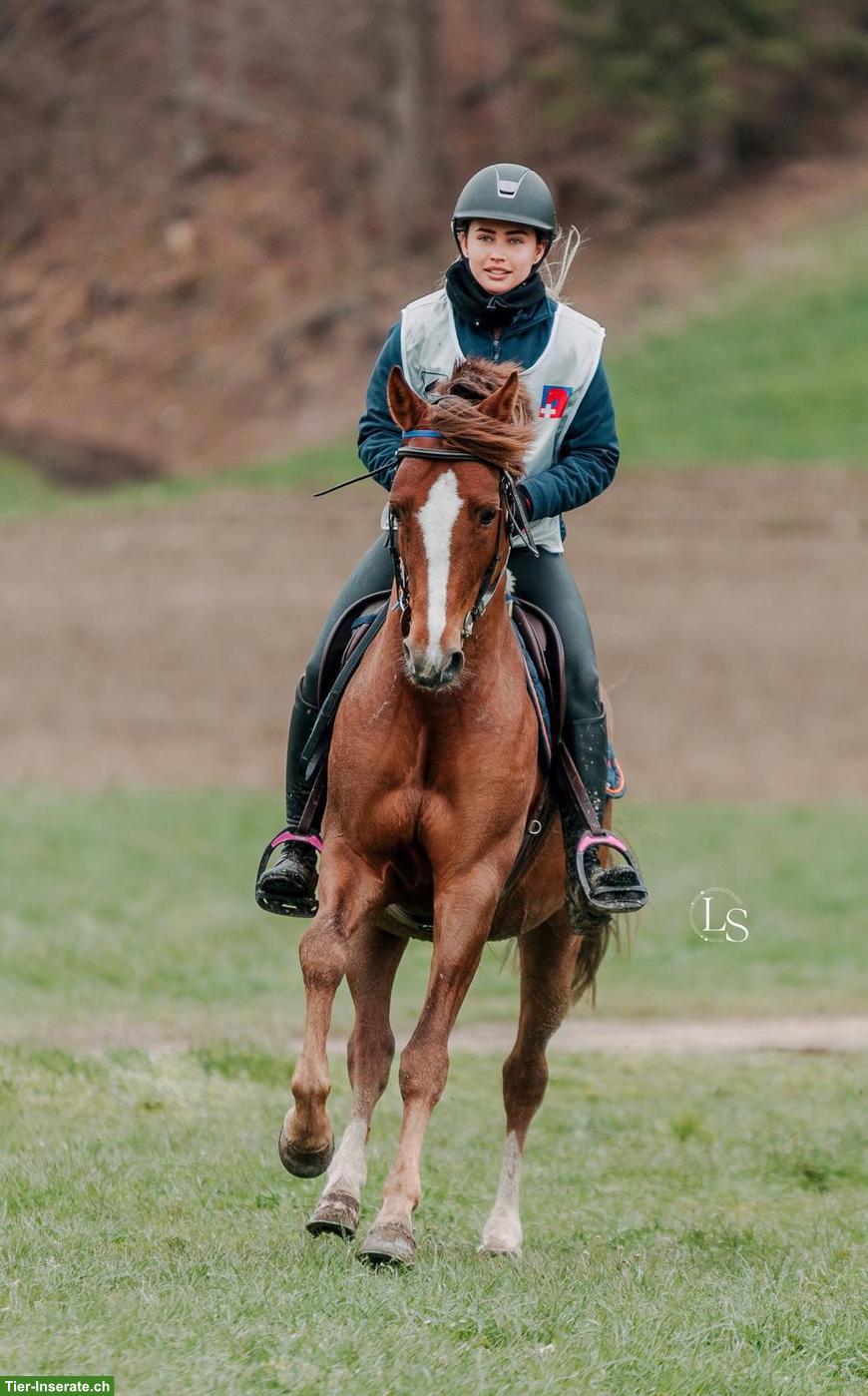 Bild 4: Deutsches Reitpony - Deckhengst (nicht gekört)