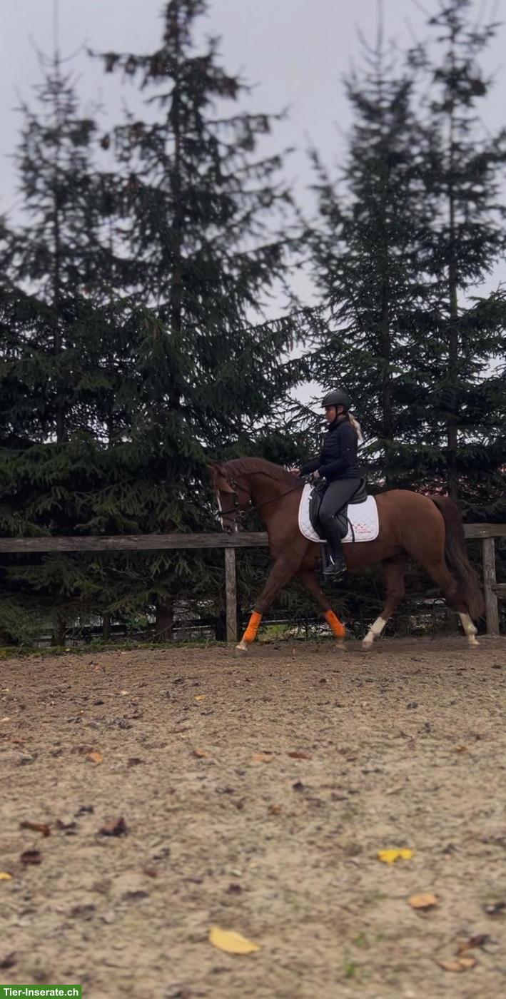 Bild 5: Deutsches Reitpony - Deckhengst (nicht gekört)