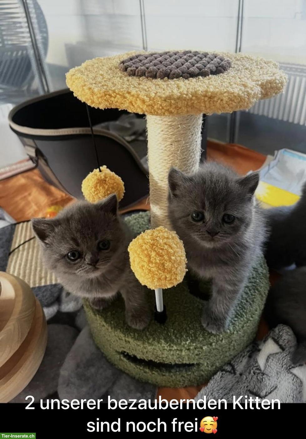 Britisch Kurzhaar Kitten blau