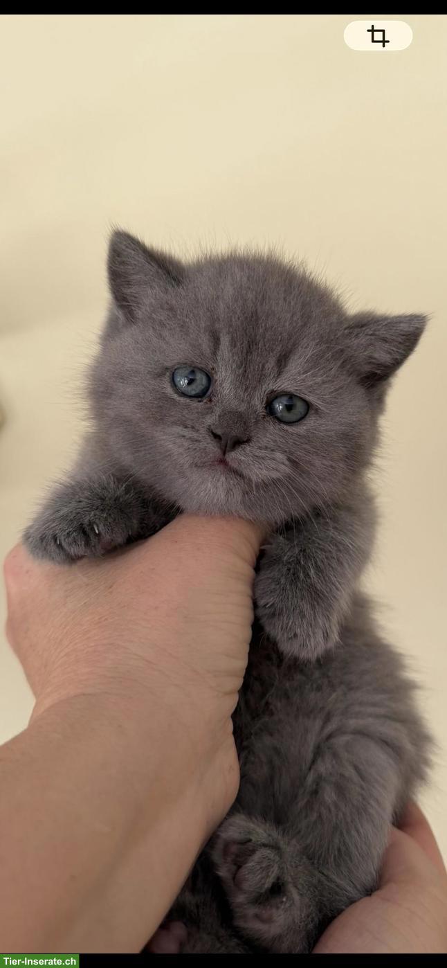 Bild 2: Britisch Kurzhaar Kitten blau