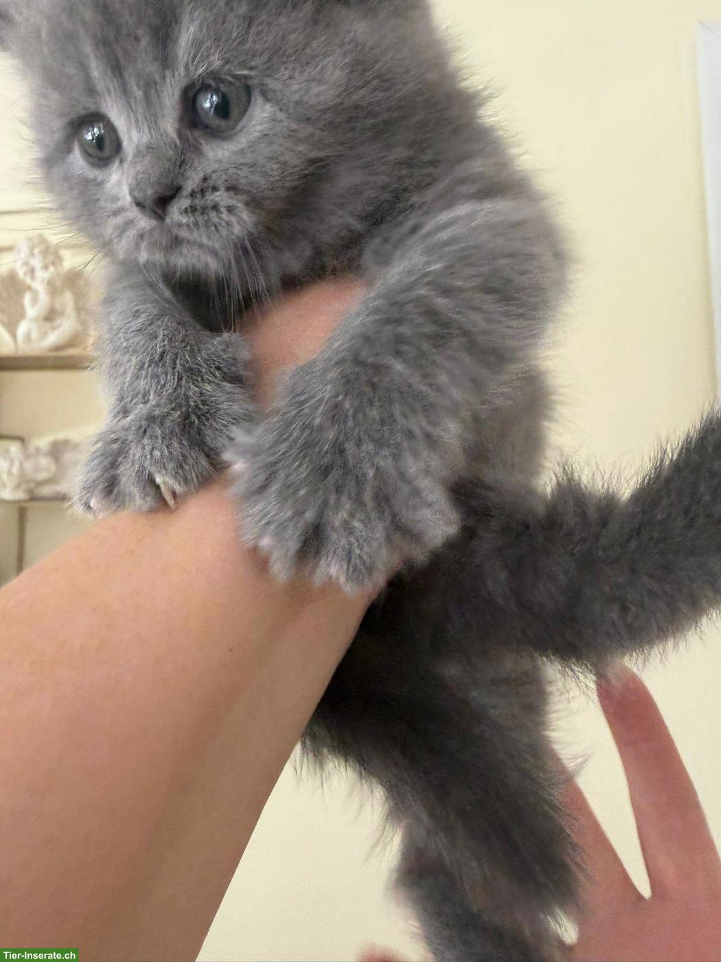 Bild 3: Britisch Kurzhaar Kitten blau