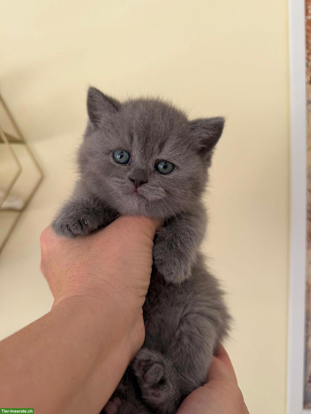 Bild 4: Britisch Kurzhaar Kitten blau