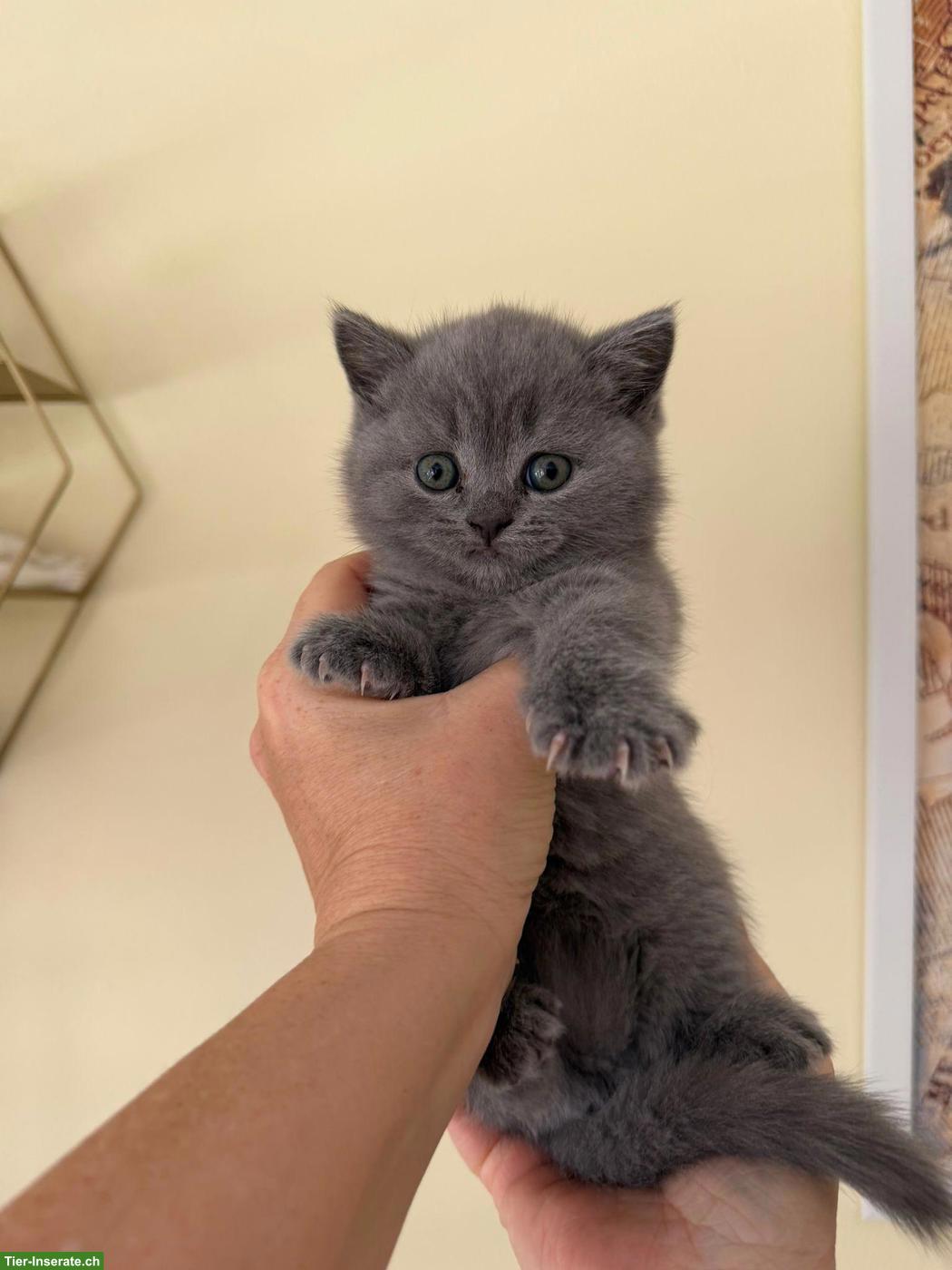 Bild 5: Britisch Kurzhaar Kitten blau